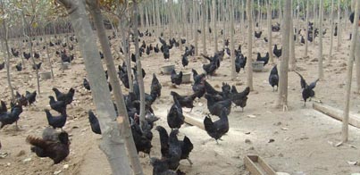 黑鳳雞的養殖環境，為(wèi)生産無公害生态蛋