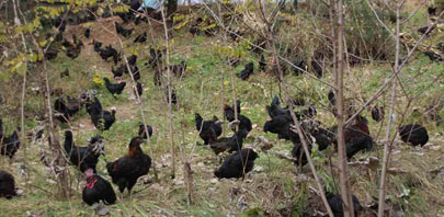 散養雞蛋，是在綠色林(lín)下養殖